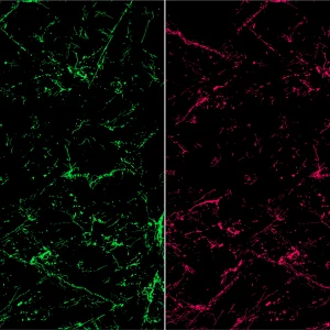 Design Grunge Texture